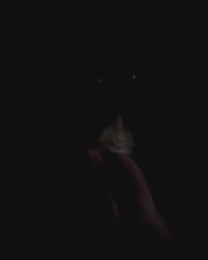 Baby Nadder Keychain – Cute Dragon Collectible by 3D Toy Box